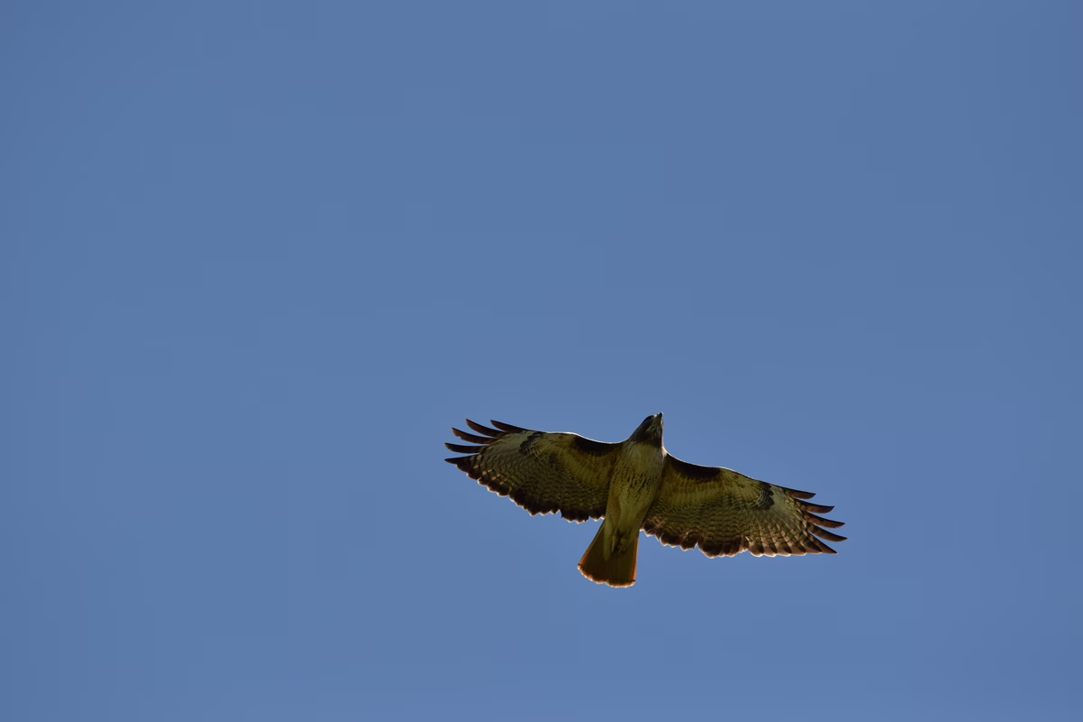 hawk