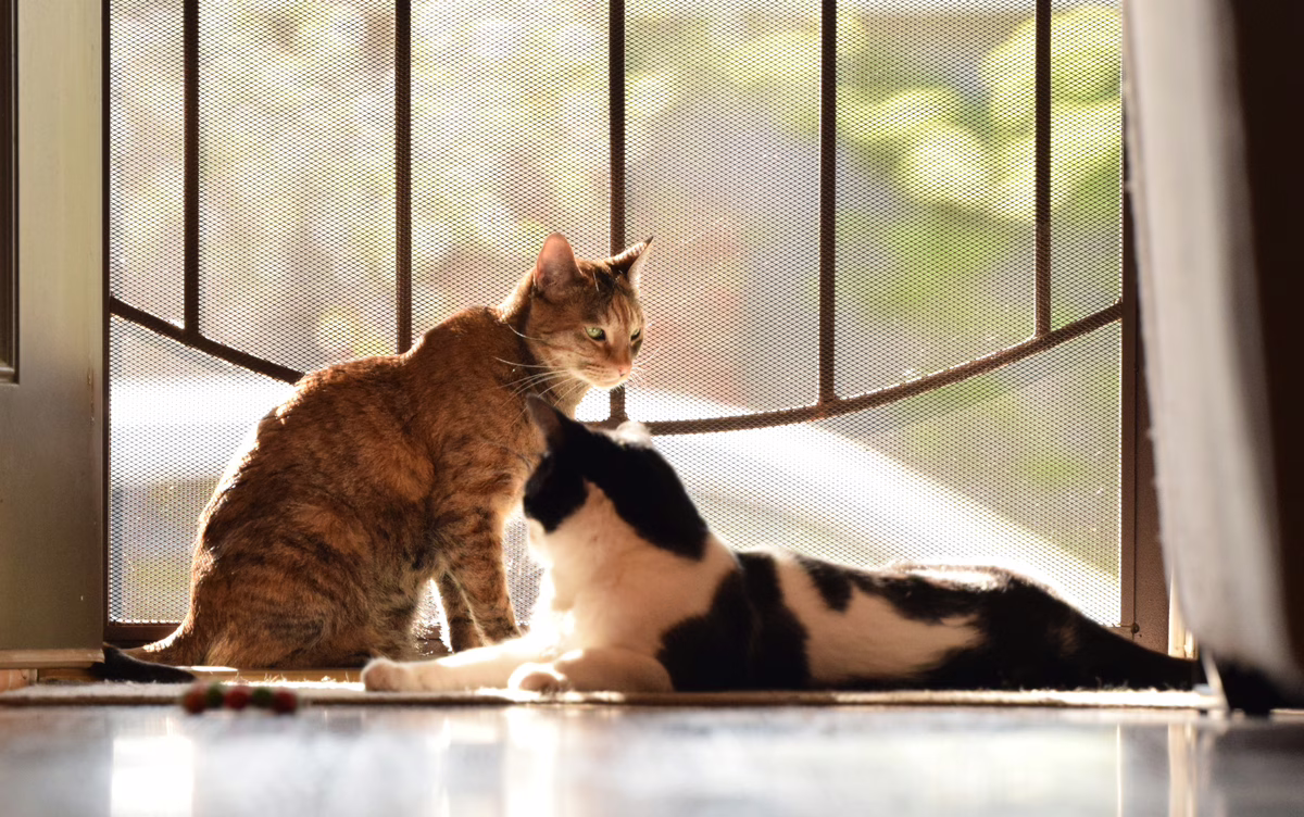 Cats